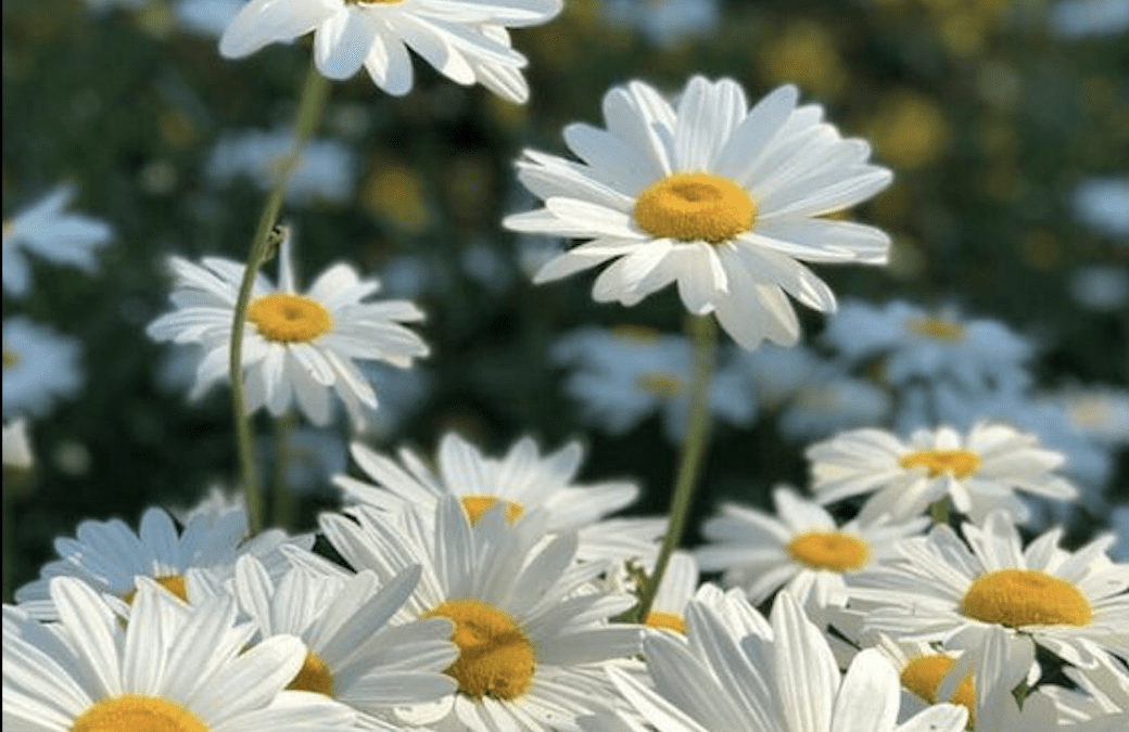 Tendencias aromáticas: Los aromas más punteros para esta primavera 2024