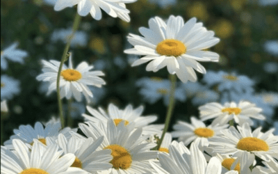 Tendencias aromáticas: Los aromas más punteros para esta primavera 2024